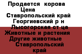 Продается  корова  › Цена ­ 55 000 - Ставропольский край, Георгиевский р-н, Лысогорская ст-ца Животные и растения » Другие животные   . Ставропольский край